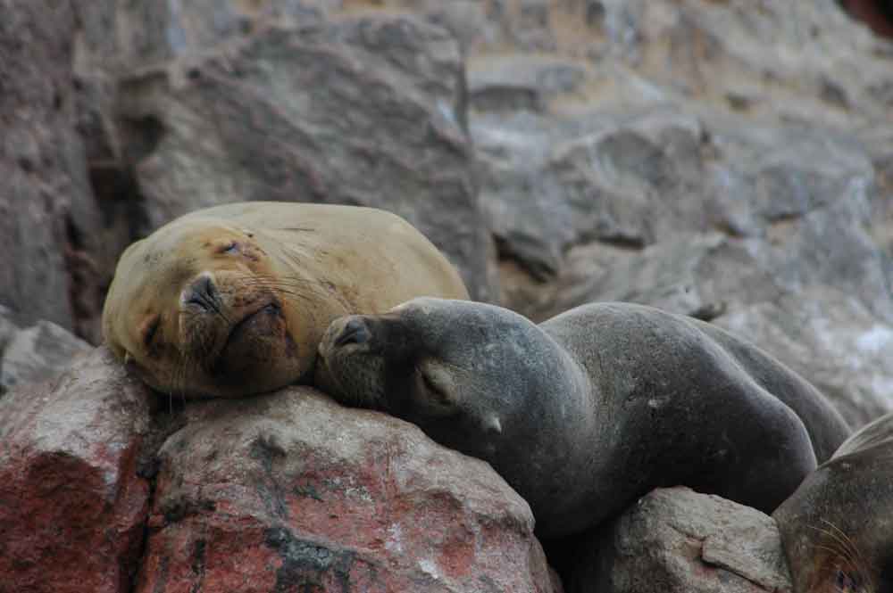 Foca - islas Ballestas - Perú.jpg